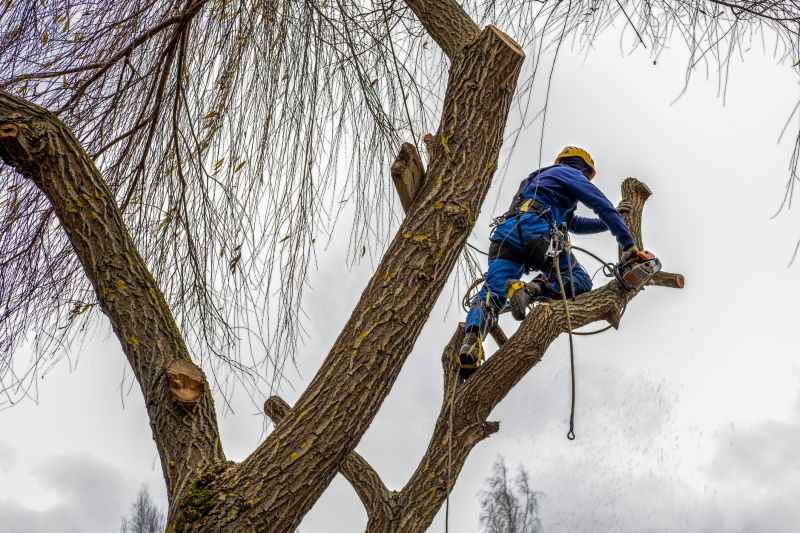 Tree Pruning